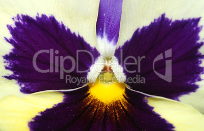 Tricolor pansy flower plant natural background