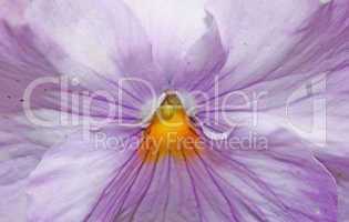 Pink pansy flower plant natural background