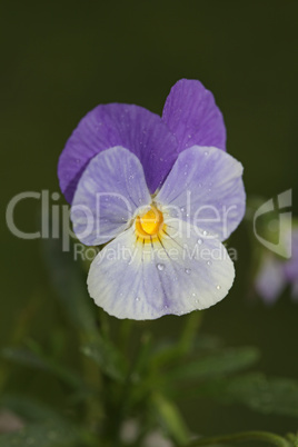 Tricolor pansy flower plant natural background