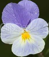 Blue pansy flower plant natural background