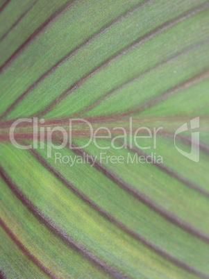 Texture of a green leaf