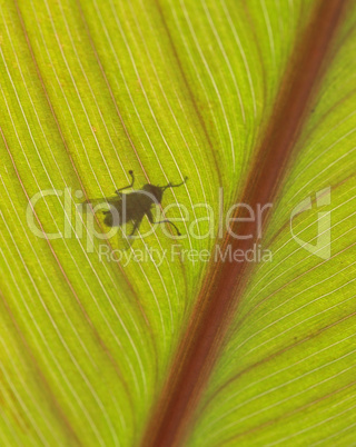 A big green leaf with shadow of a fly from below