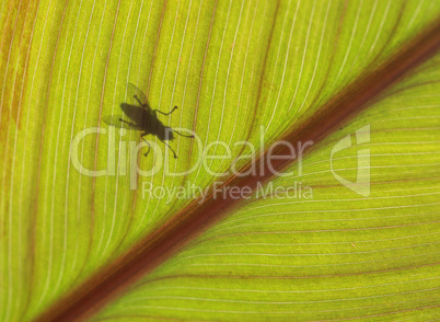 A big green leaf with shadow of a fly from below