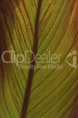 Big green leaf with shadow of a water drops from below