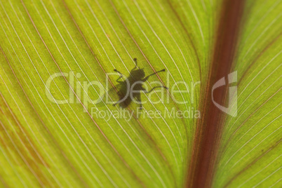 A big green leaf with shadow of a fly from below