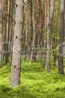 Baum in der Sonne