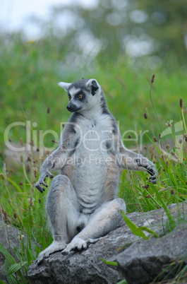 Ring-tailed lemur