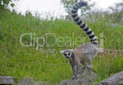 Ring-tailed lemur