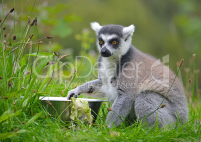 Ring-tailed lemur