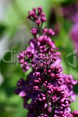 purple flowering lilac (Syringa)