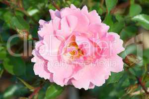 pink rose blossom