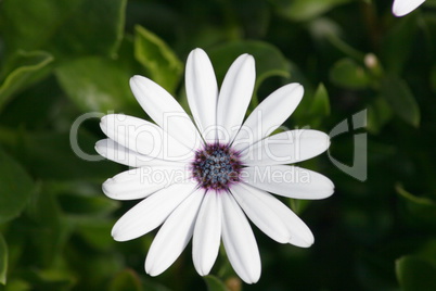 white-flowered daisy (Leucanthemum vulgare)
