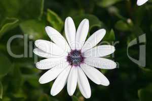 white-flowered daisy (Leucanthemum vulgare)