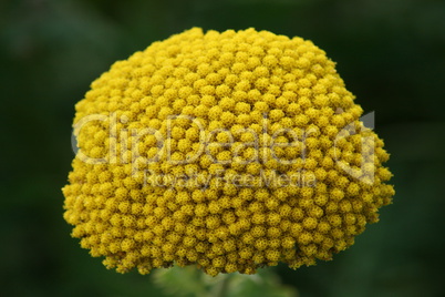 yellow-flowering Fernleaf Yarrow (Achillea filipendulina)