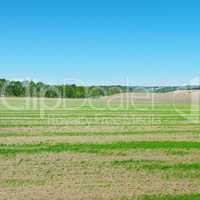 field and blue sky