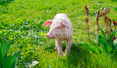 funny pig on a green grass