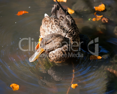 female mallard duck