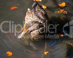 female mallard duck