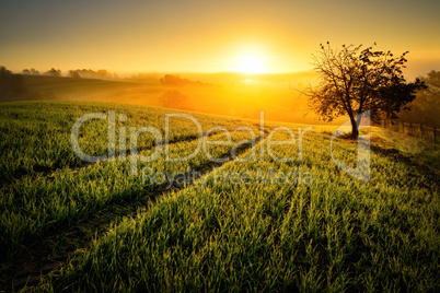 Ländliche Idylle im goldenen Licht