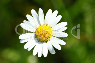 Daisies (Leucanthemum vulgare)