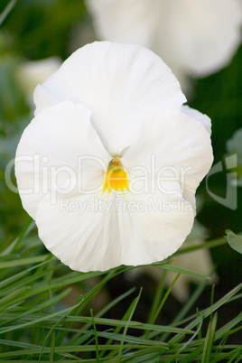 white pansy