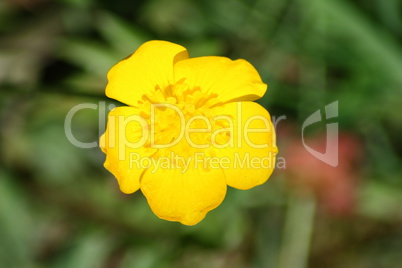 buttercup "Caltha palustris"
