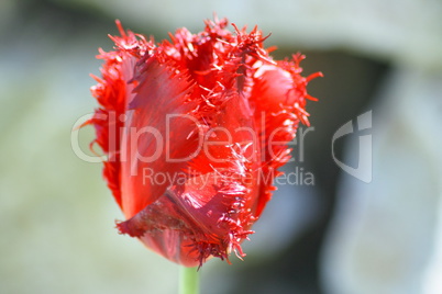 red-flowering tulip