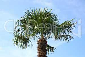 coconut tree