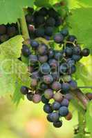 red grapes