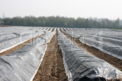 asparagus field