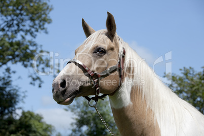 Palomino Horse portrait