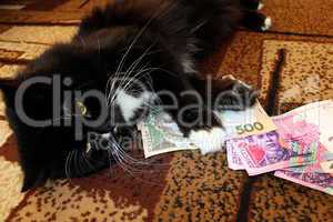 cat lying on the carpet with Ukrainian money