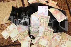 cat lying on the carpet with Ukrainian money