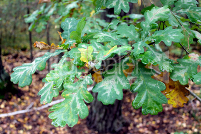 oak's leaves on the branch