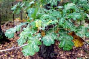 oak's leaves on the branch