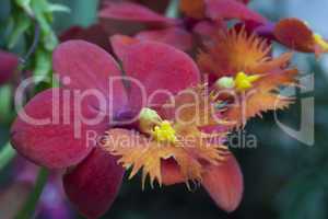 Rote Orchidee