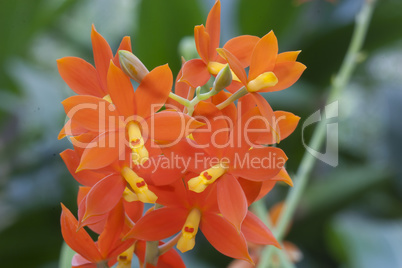 Orangene Orchidee