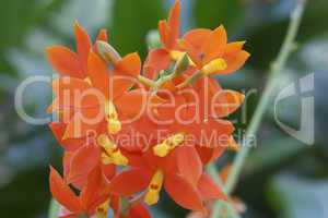 Orangene Orchidee