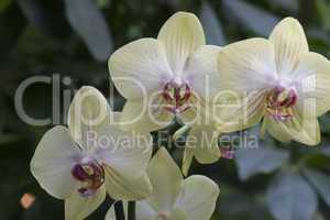 Drei Orchideenblüten