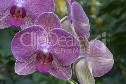 Gesprenkelte pinke Orchidee