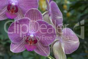 Gesprenkelte pinke Orchidee