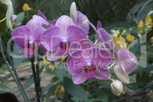 Drei gesprenkelte Orchideen