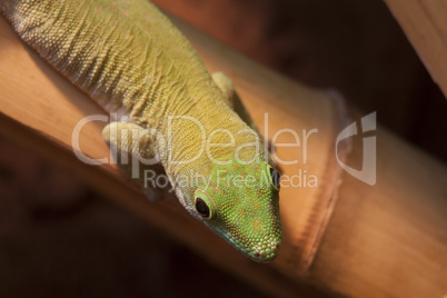 Kleiner Gecko auf Bambus