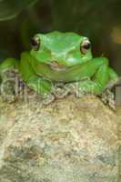 Grüner Frosch auf Stein