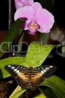 Schmetterling und Orchidee