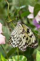 Schwarz-weißer Schmetterling