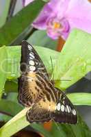 Fleckiger Schmetterling