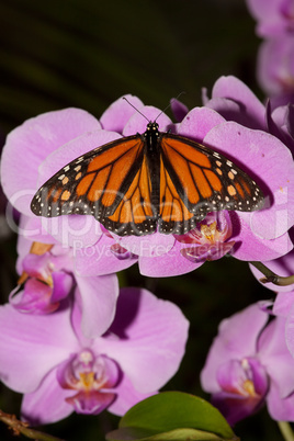 Oranger Schmetterling