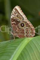 Schmetterling mit Augenflügeln