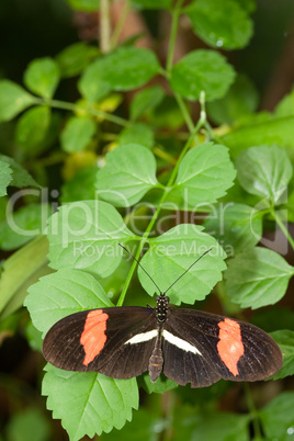 Braun-oranger Schmetterling